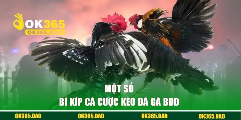 Một số bí kíp cá cược kèo đá gà BDD 